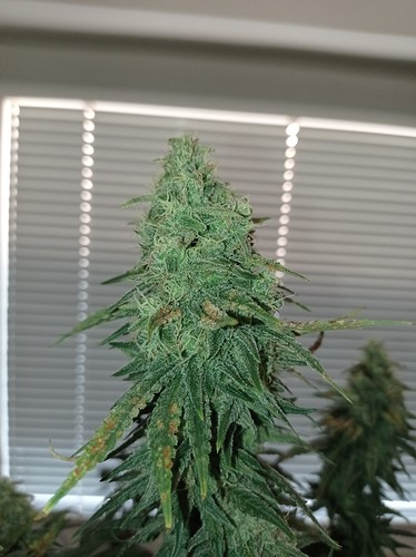 Growreport Bild 1