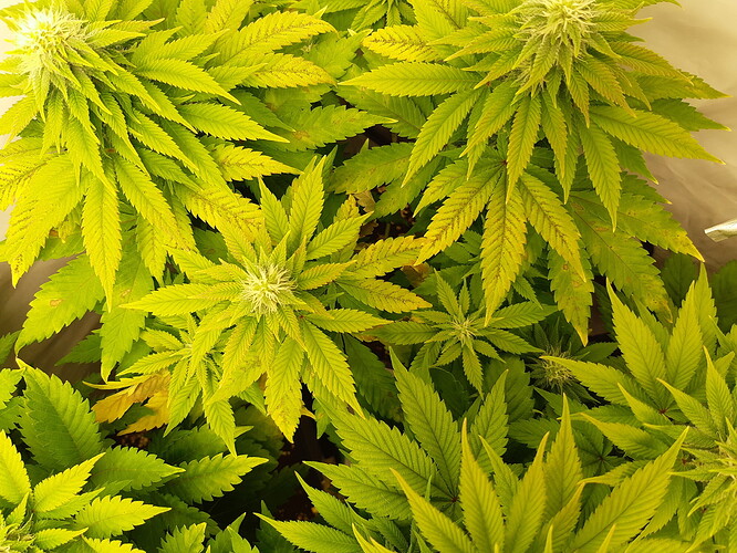 Growreport Bild 8