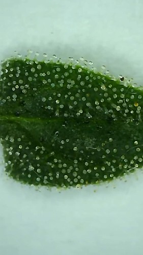 Growreport Bild 3