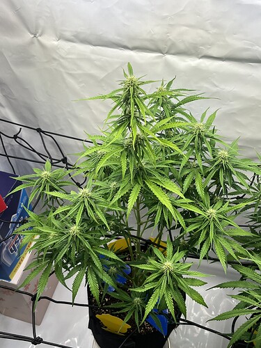 Growreport Bild 19