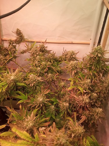 Growreport Bild 8