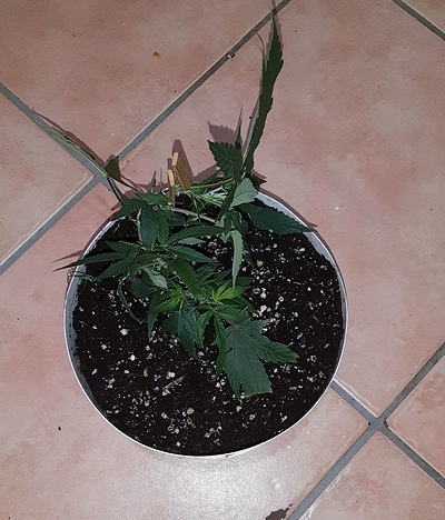 Growreport Bild 8