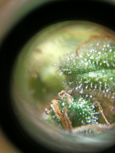 Growreport Bild 5