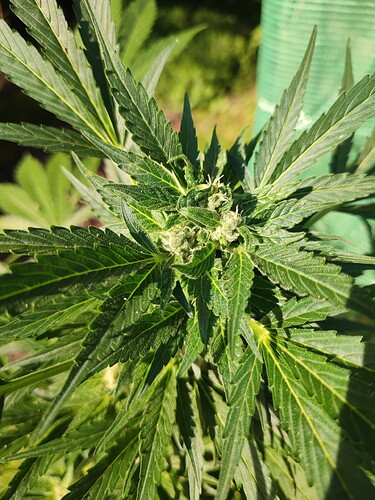 IMG_20230911_113543 - Kopie