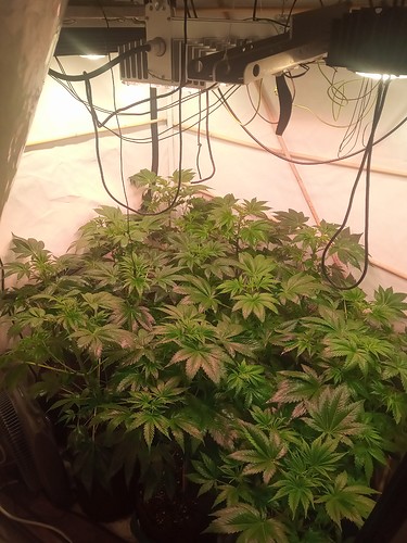 Growreport Bild 12