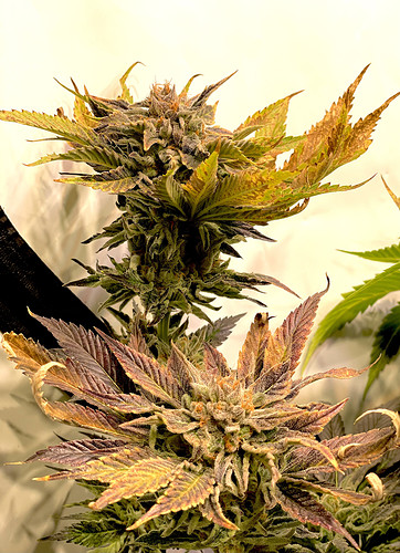 Growreport Bild 14