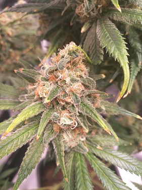Growreport Bild 14