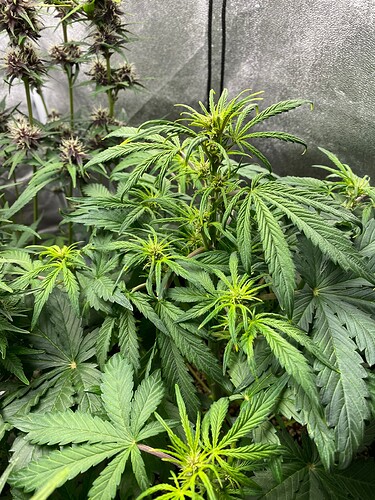 Growreport Bild 16