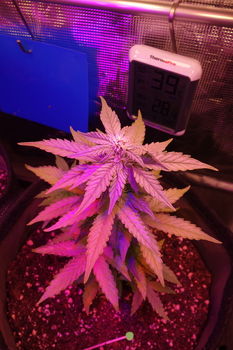 Growreport Bild 18