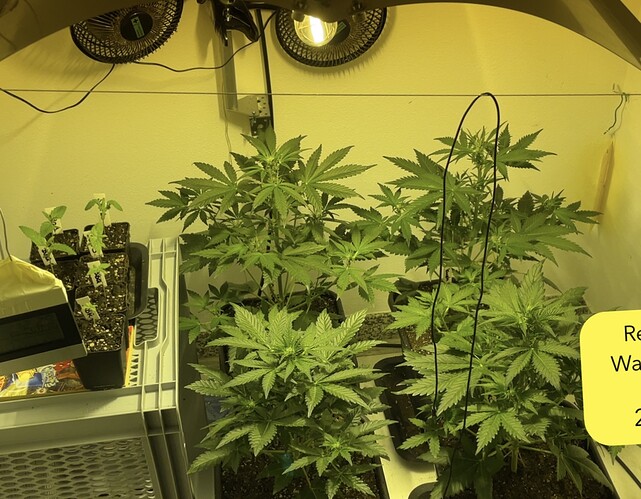 Growreport Bild 3