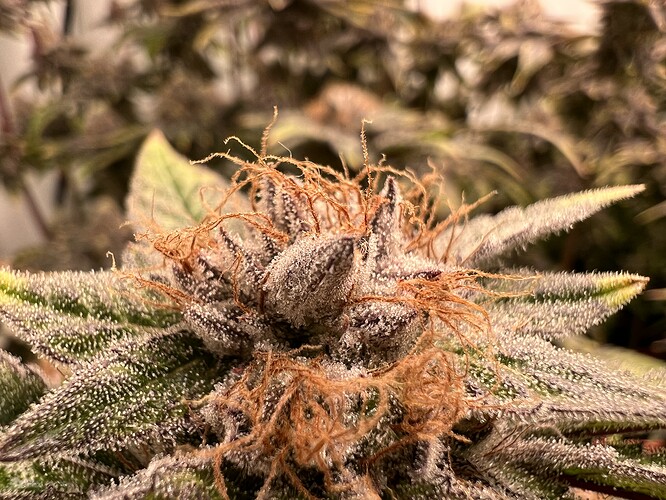 Growreport Bild 12