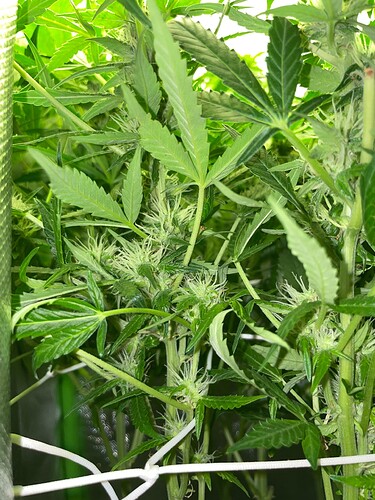 Growreport Bild 2