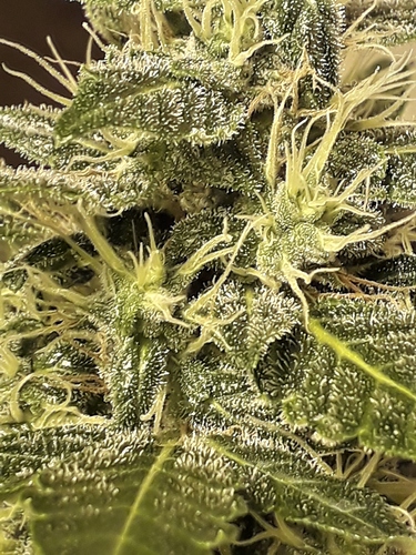 Growreport Bild 1