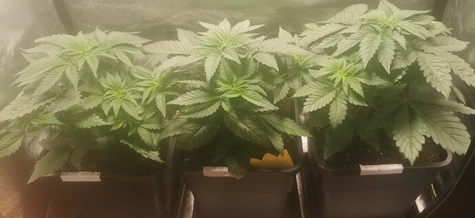 Growreport Bild 30