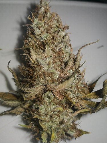 Growreport Bild 6