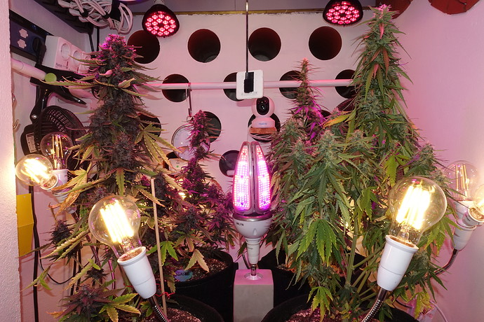 Growreport Bild 2
