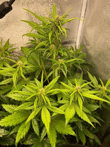 Growreport Bild 3
