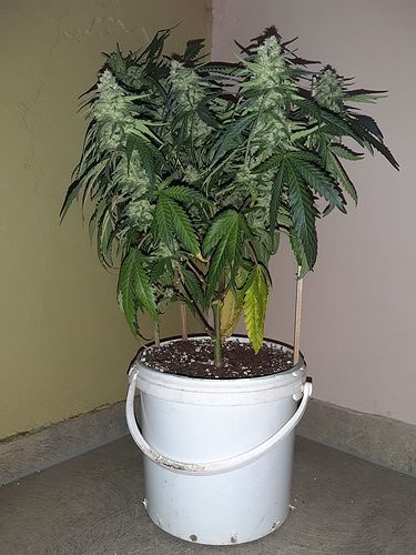 Growreport Bild 1