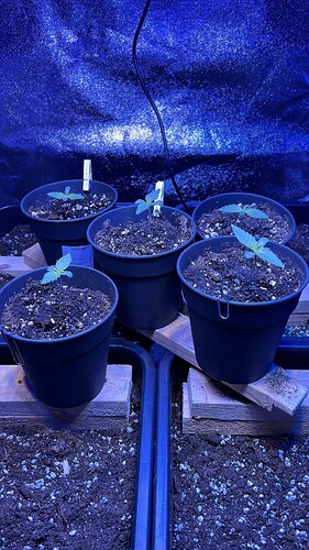 Growreport Bild 22