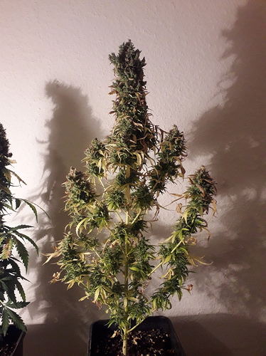 Growreport Bild 3