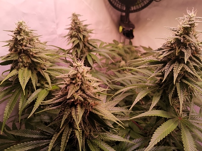 Growreport Bild 1