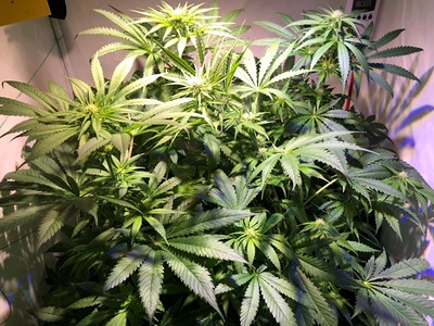 Growreport Bild 6