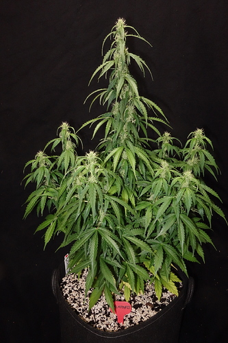 Growreport Bild 6