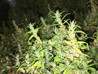Growreport Bild 10