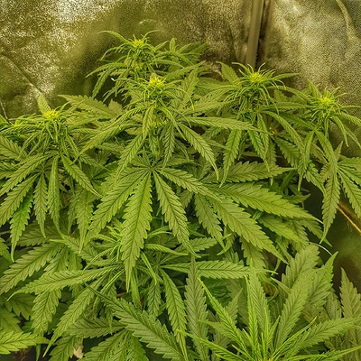 Growreport Bild 3
