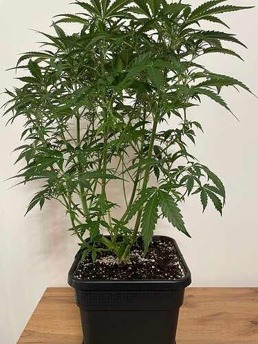 Growreport Bild 3