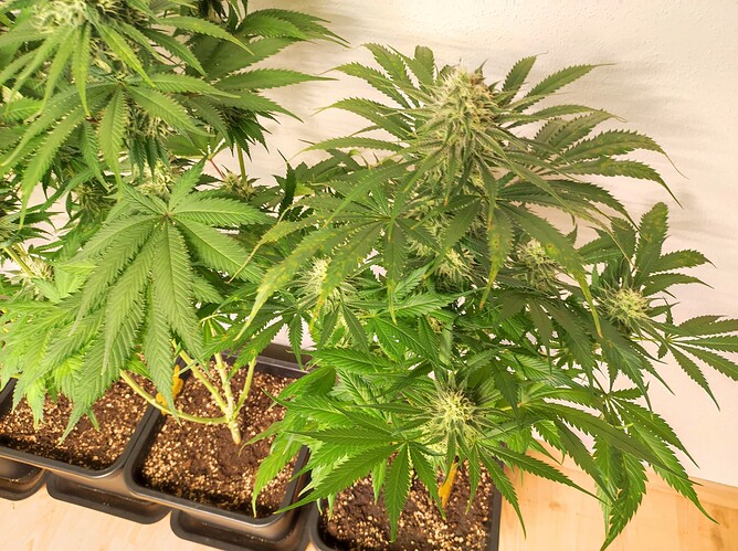 Growreport Bild 6