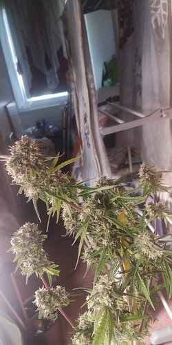 Growreport Bild 23