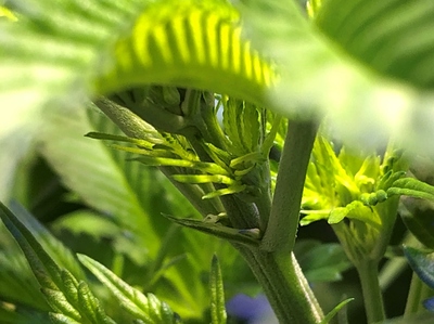 Growreport Bild 10