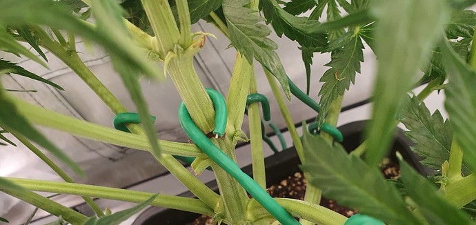 Growreport Bild 7