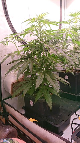 Growreport Bild 3