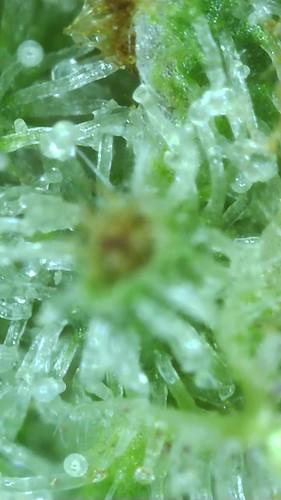 Growreport Bild 100