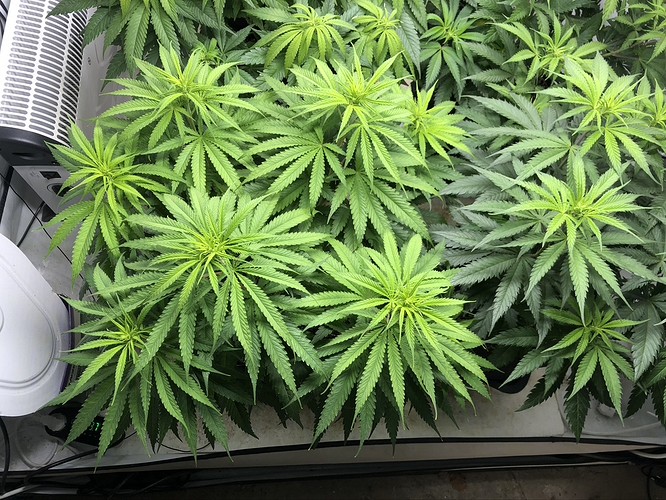 Growreport Bild 2
