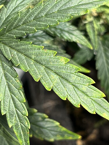 Growreport Bild 29
