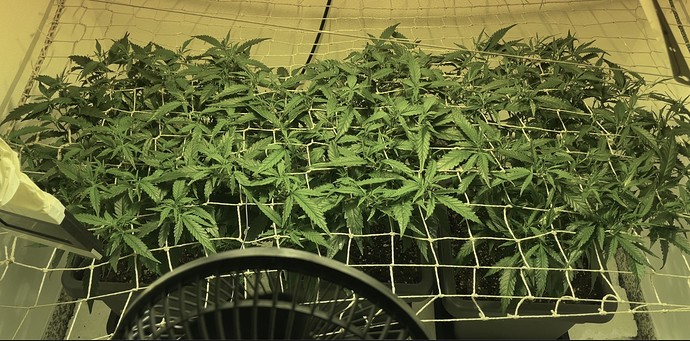 Growreport Bild 11