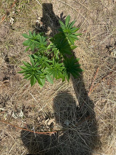 Growreport Bild 7