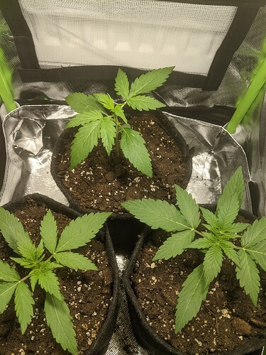 Growreport Bild 3