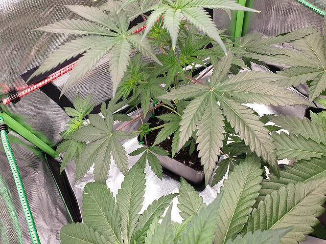 Growreport Bild 2