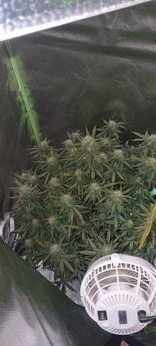 Growreport Bild 25