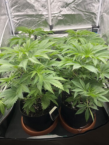 Growreport Bild 6