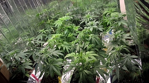 Growreport Bild 1