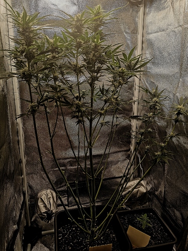 Growreport Bild 3