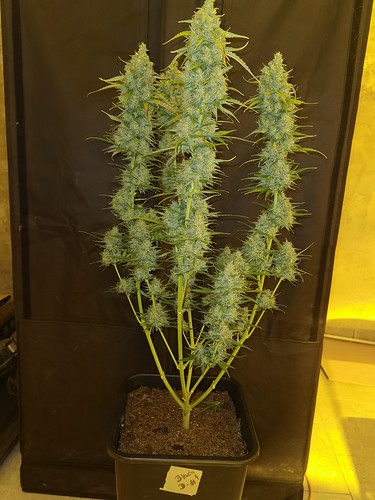 Growreport Bild 3