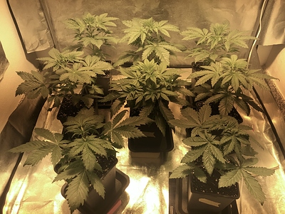 Growreport Bild 1