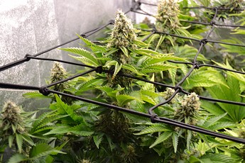 Growreport Bild 2
