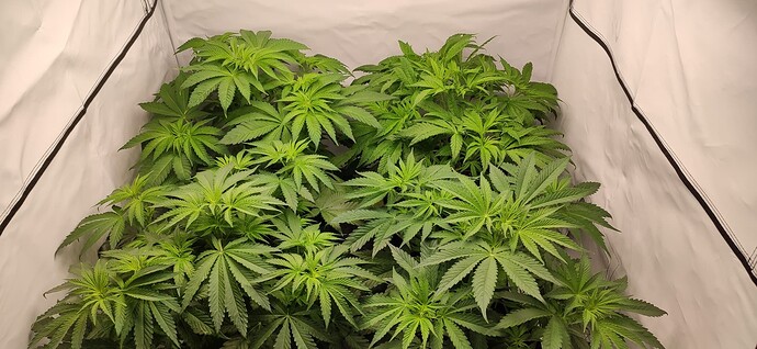Growreport Bild 13